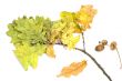 autumnal still life