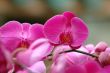 Pink orchid