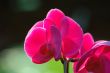 Pink orchid