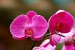 Pink orchid