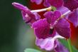 Pink orchid