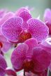 Pink orchid
