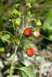 Wild strawberry