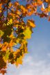 Foliage of maple