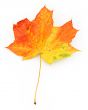 close-up of maple leaf