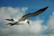 Gannet in the sky