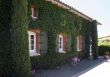 Windows With Ivy