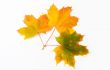 Maple leave