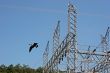 Goose at Power Plant