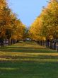 autumn linden alley