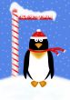 Holiday Penguin Illustration