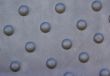 Storey Bridge Rivet Detail: Brisbane Australia