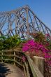 Storey Bridge and Bougainvillea