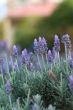 Lavender Garden