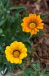 Yellow and Orange Gazania Flower