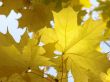 autumnal leaves 4