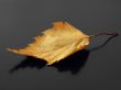autumnal leaf