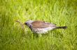 Fieldfare with prey