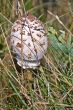 Parasol Mushroom