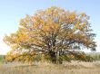 Oak in the autumn