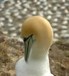 Gannet close-up