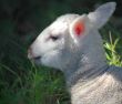 Newborn lamb close-up