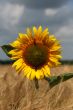 Beautiful sunflower graphic