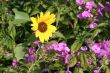 Sunflower in Garden
