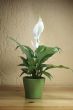 SPATHIPHYLLUM FLORIBUNDUM