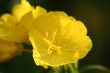 evening primrose