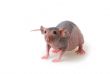 Naked rat
