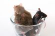 Mouse in a glass