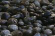 Stones