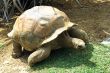 Walking tortoise