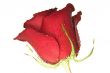 scarlet rose  in the drops