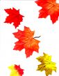 Seasonal Designs