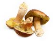 Three various boletus mushrooms
