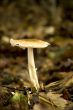 Mushroom in autumn