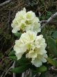 Flower is the rhododendron
