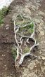 Roots of the plant