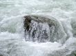 Stone in the river