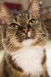 close up of cat
