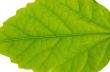 green juicy leaf