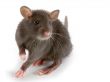 rat