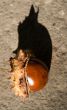 chestnut