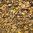 Autumn background