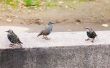 Trio of starlings