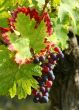 Purple grapes detail