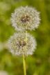Two dandelions
