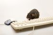 Computer rat